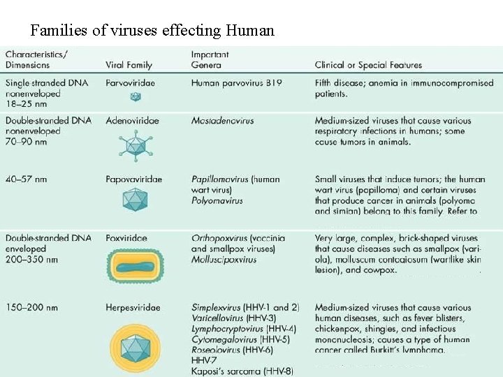 Families of viruses effecting Human 