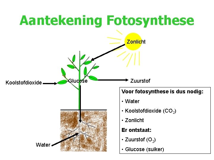 Aantekening Fotosynthese Zonlicht Koolstofdioxide Glucose Zuurstof Voor fotosynthese is dus nodig: • Water •