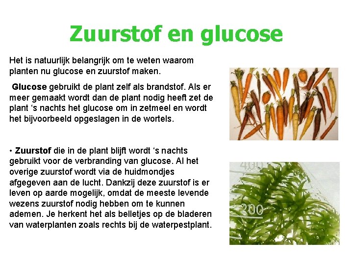 Zuurstof en glucose Het is natuurlijk belangrijk om te weten waarom planten nu glucose