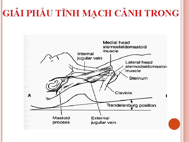 GIẢI PHẨU TĨNH MẠCH CẢNH TRONG 