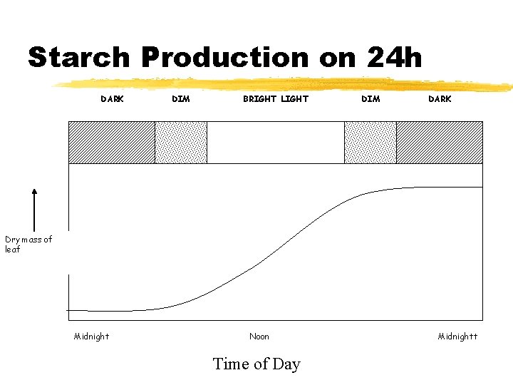 Starch Production on 24 h DARK DIM BRIGHT LIGHT DIM DARK Dry mass of