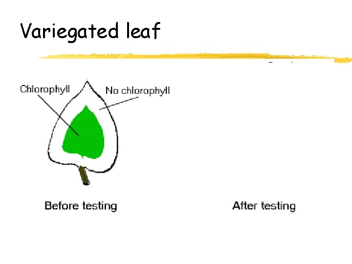 Variegated leaf 