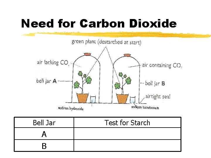 Need for Carbon Dioxide sodium hydroxide Bell Jar A B sodium bicarbonate Test for