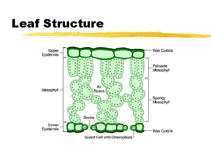 Leaf Structure 