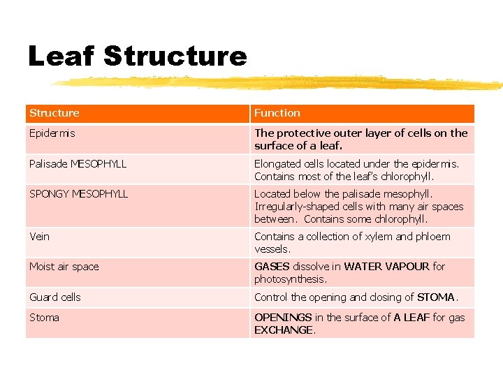 Leaf Structure Function Epidermis The protective outer layer of cells on the surface of