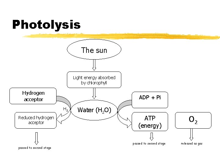 Photolysis The sun Light energy absorbed by chlorophyll Hydrogen acceptor ADP + Pi H