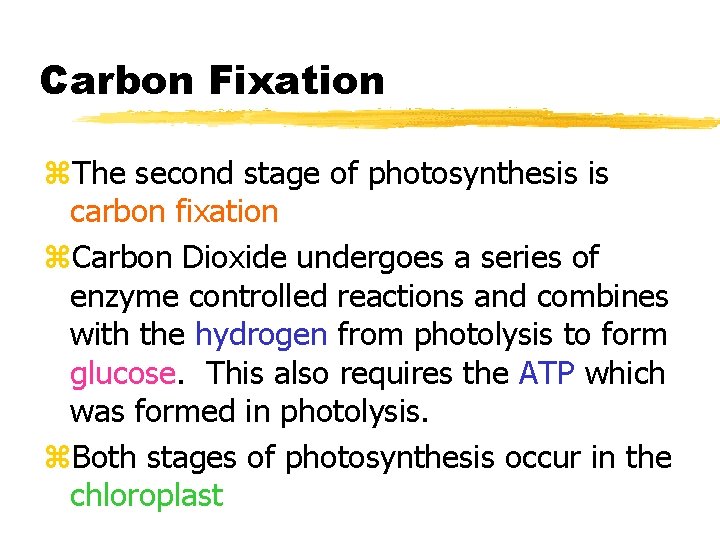 Carbon Fixation z. The second stage of photosynthesis is carbon fixation z. Carbon Dioxide