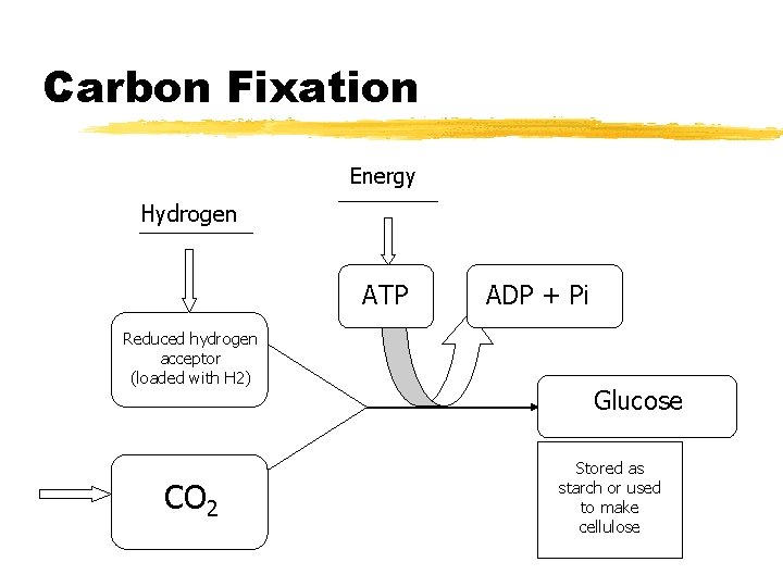Carbon Fixation Energy Hydrogen ATP Reduced hydrogen acceptor (loaded with H 2) CO 2