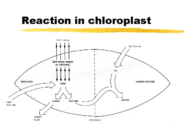 Reaction in chloroplast 