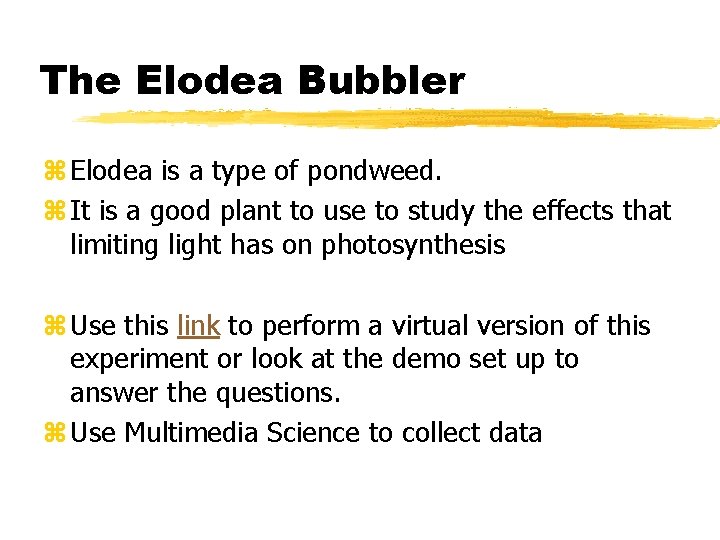 The Elodea Bubbler z Elodea is a type of pondweed. z It is a