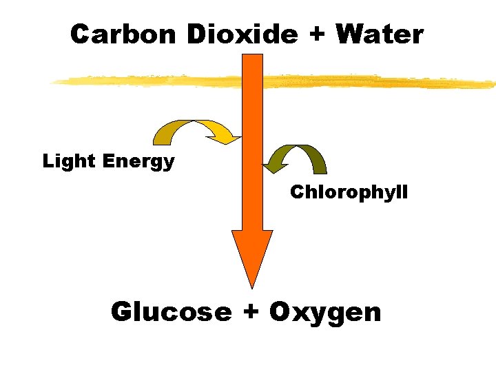 Carbon Dioxide + Water Light Energy Chlorophyll Glucose + Oxygen 
