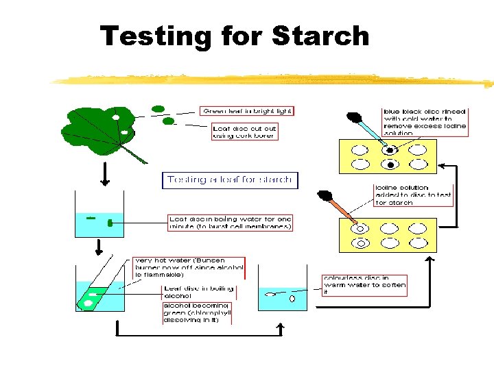 Testing for Starch 
