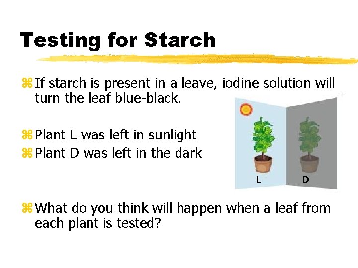 Testing for Starch z If starch is present in a leave, iodine solution will