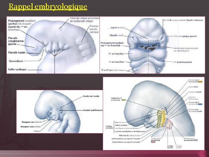 Rappel embryologique 