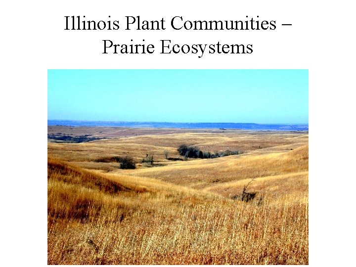 Illinois Plant Communities – Prairie Ecosystems 