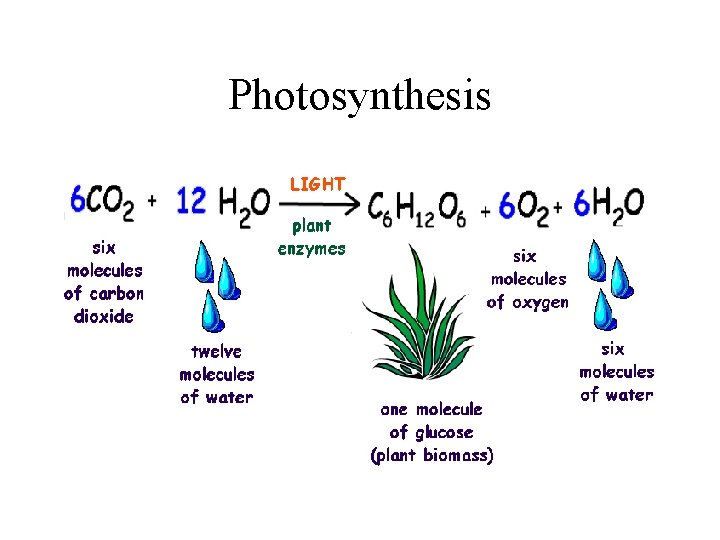 Photosynthesis 