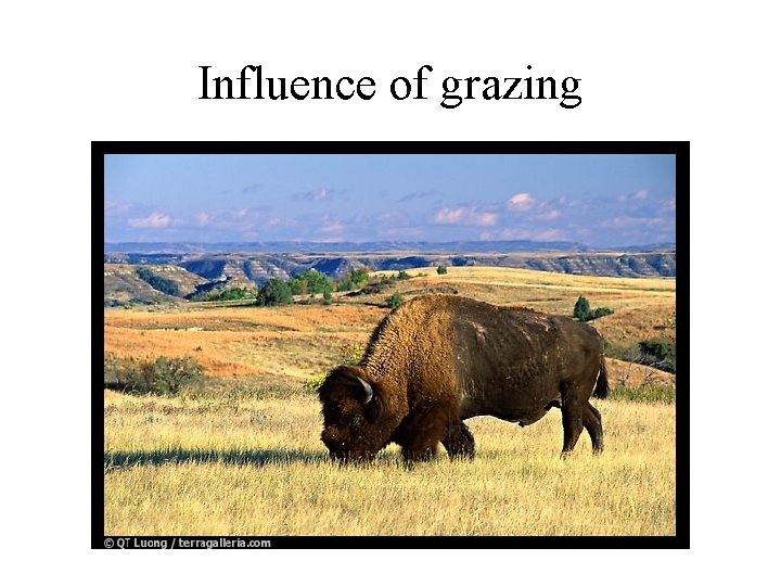 Influence of grazing 