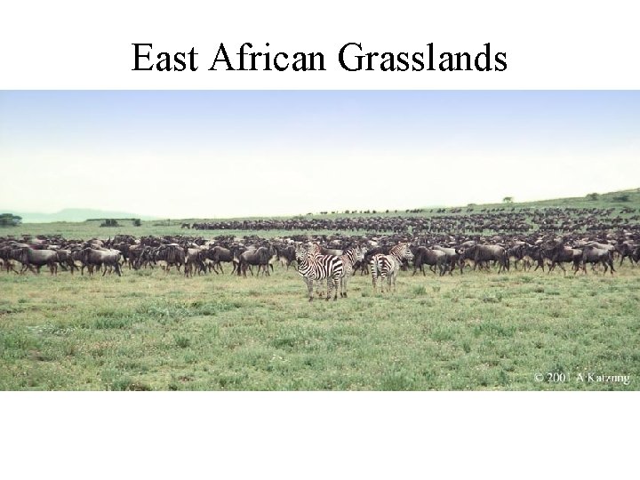 East African Grasslands 