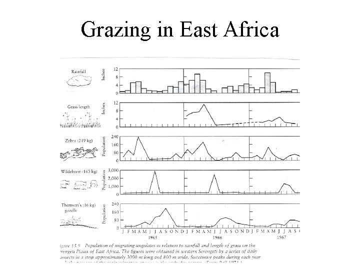 Grazing in East Africa 