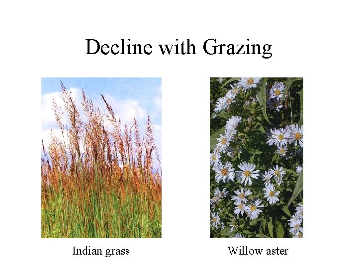 Decline with Grazing Indian grass Willow aster 
