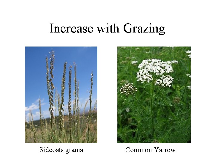 Increase with Grazing Sideoats grama Common Yarrow 