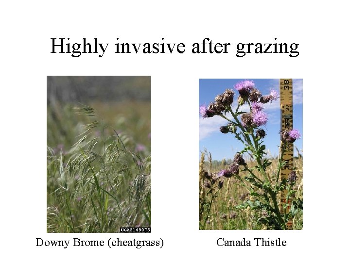 Highly invasive after grazing Downy Brome (cheatgrass) Canada Thistle 
