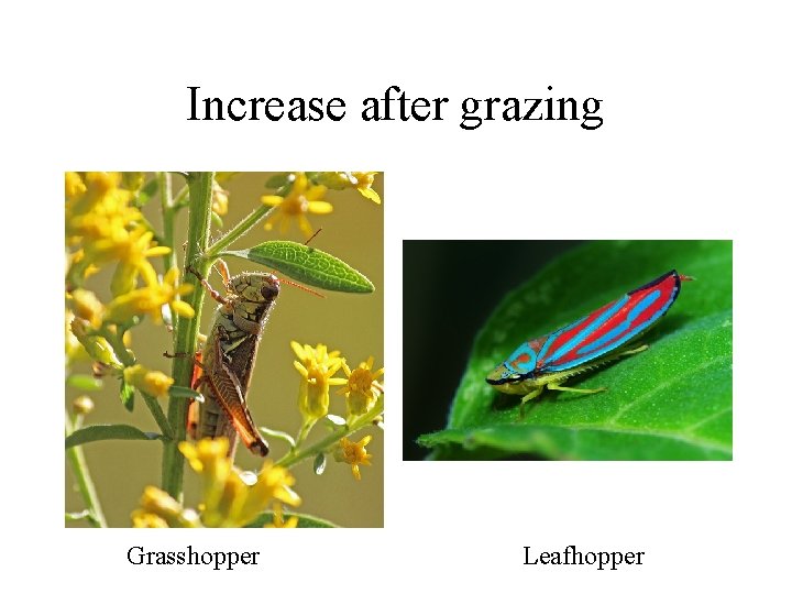 Increase after grazing Grasshopper Leafhopper 