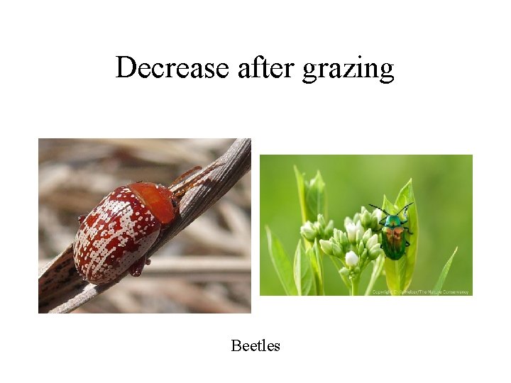 Decrease after grazing Beetles 