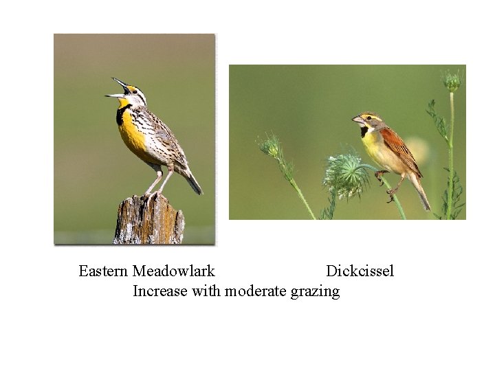 Eastern Meadowlark Dickcissel Increase with moderate grazing 