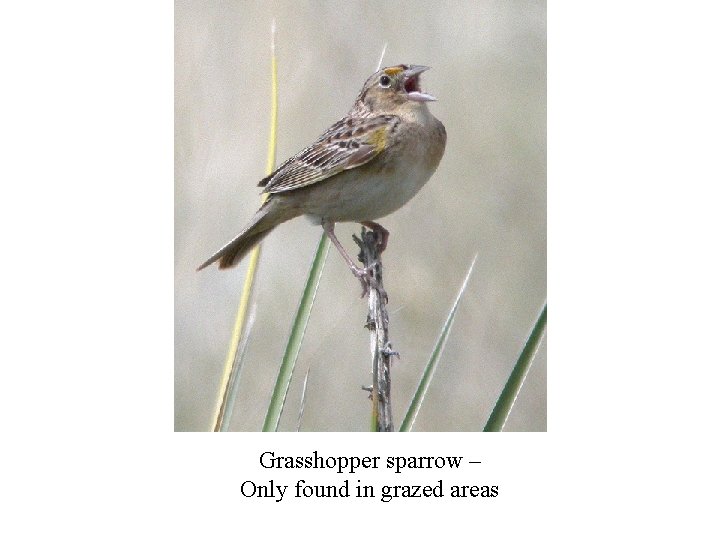 Grasshopper sparrow – Only found in grazed areas 