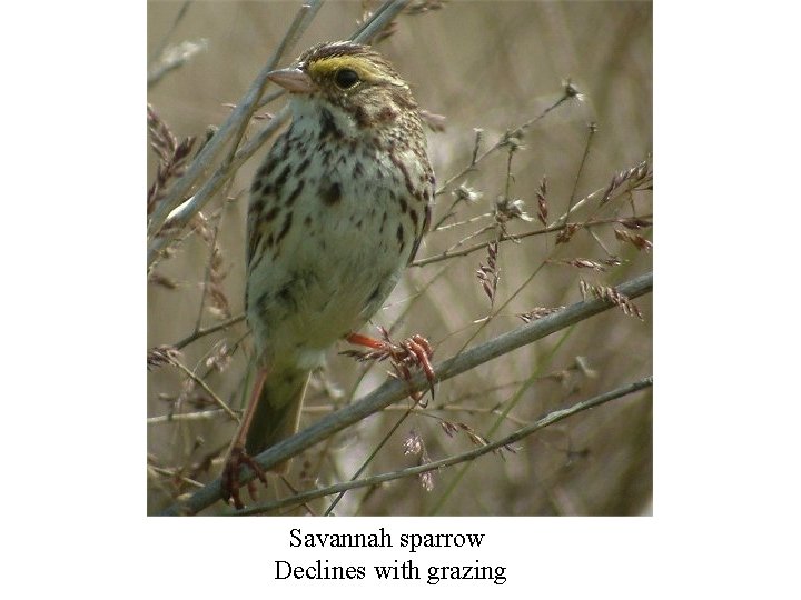 Savannah sparrow Declines with grazing 