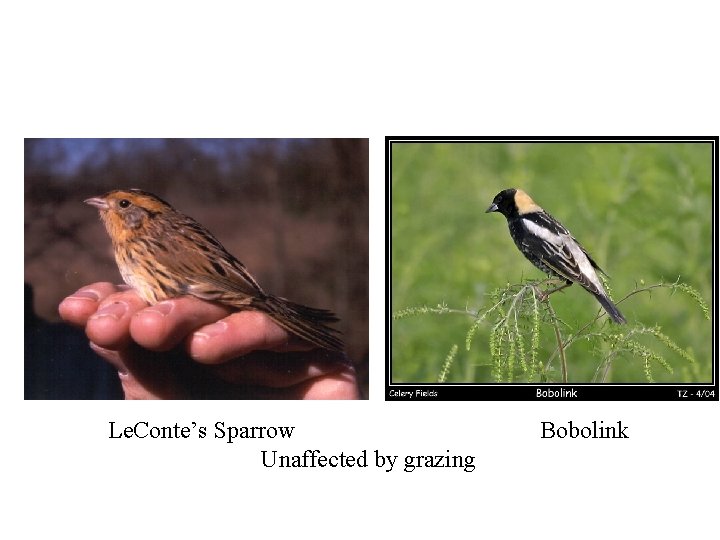 Le. Conte’s Sparrow Unaffected by grazing Bobolink 