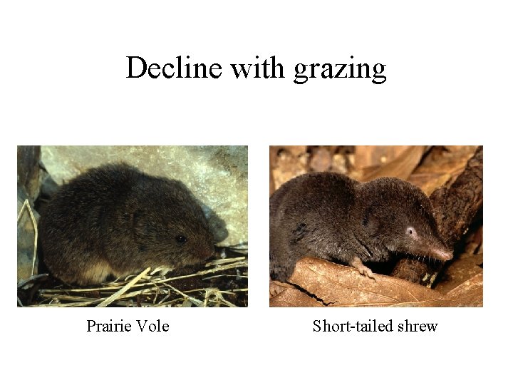 Decline with grazing Prairie Vole Short-tailed shrew 