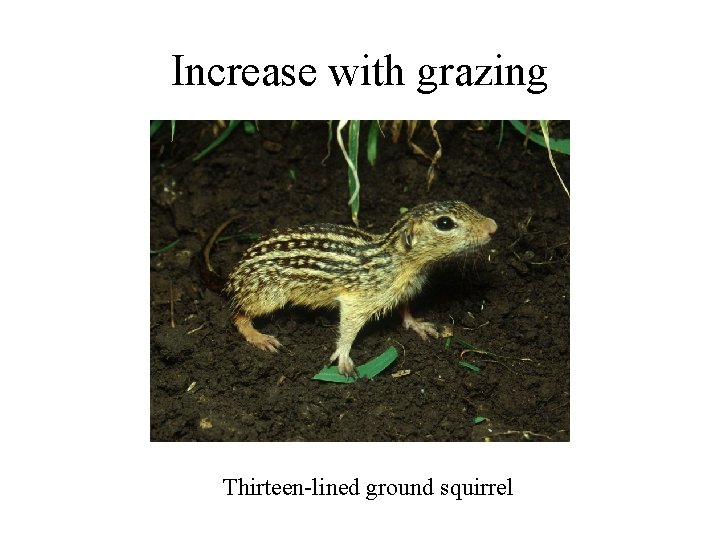 Increase with grazing Thirteen-lined ground squirrel 