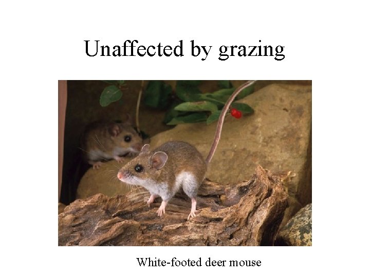 Unaffected by grazing White-footed deer mouse 