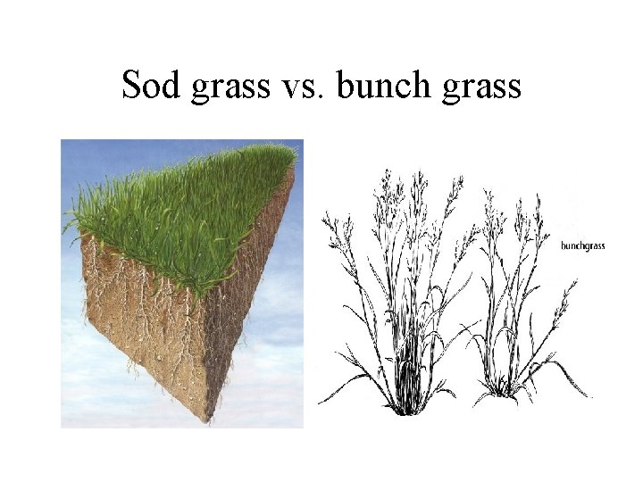 Sod grass vs. bunch grass 