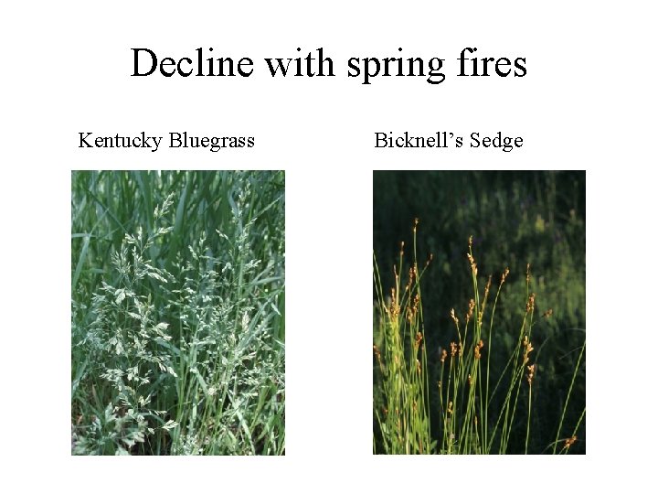 Decline with spring fires Kentucky Bluegrass Bicknell’s Sedge 