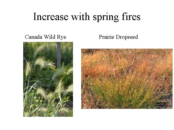 Increase with spring fires Canada Wild Rye Prairie Dropseed 