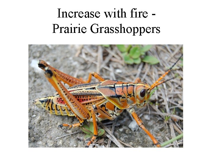Increase with fire Prairie Grasshoppers 