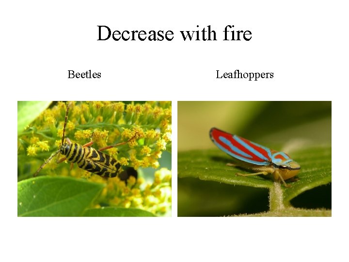 Decrease with fire Beetles Leafhoppers 