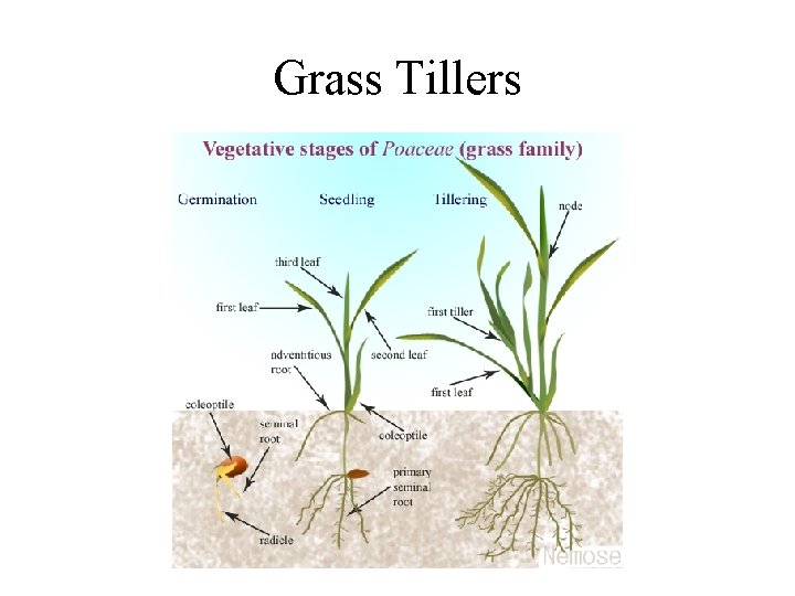 Grass Tillers 