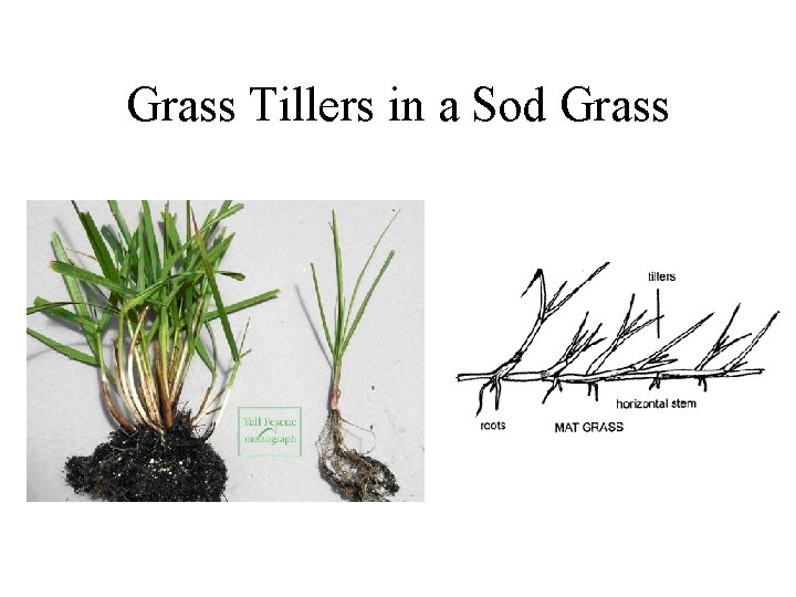 Grass Tillers in a Sod Grass 