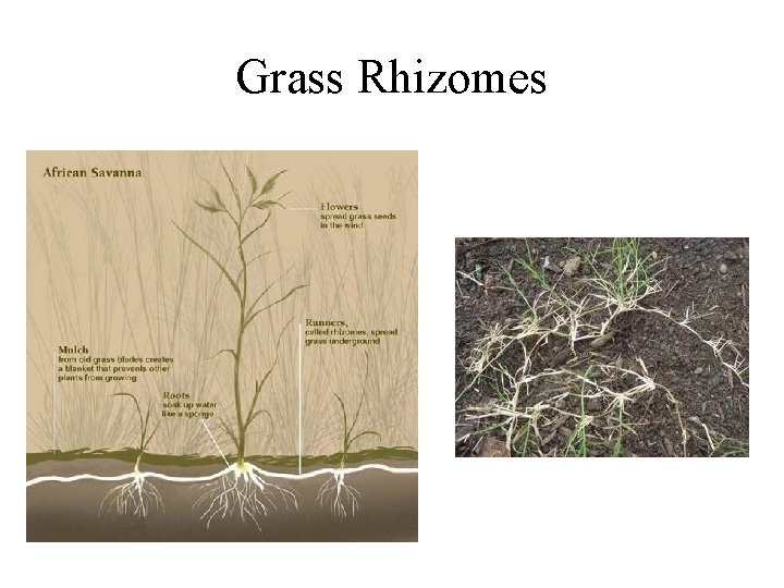 Grass Rhizomes 