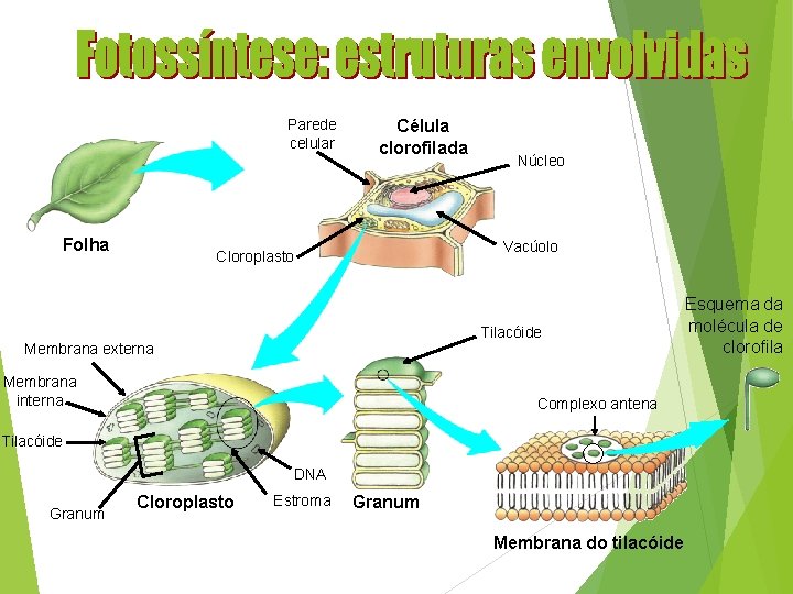 Parede celular Folha Célula clorofilada Núcleo Vacúolo Cloroplasto Tilacóide Membrana externa Membrana interna Complexo