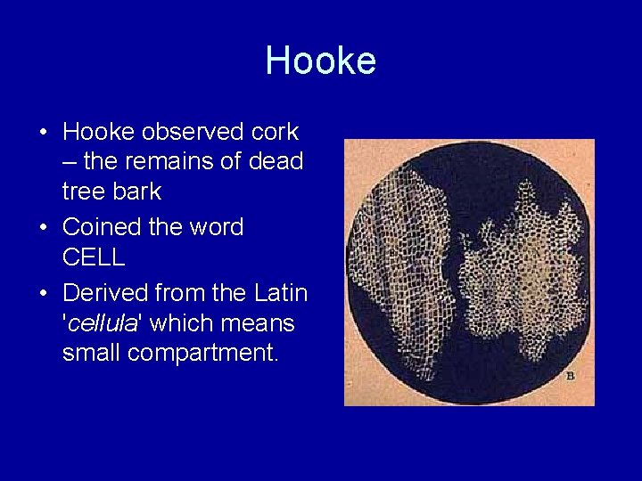 Hooke • Hooke observed cork – the remains of dead tree bark • Coined