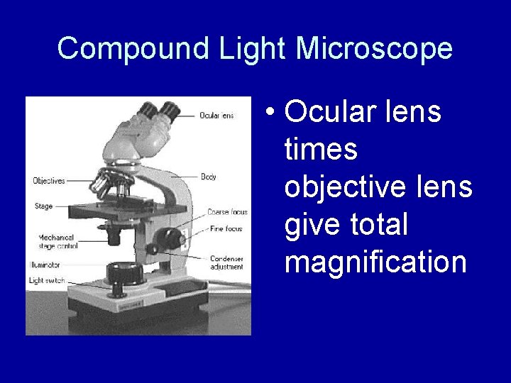 Compound Light Microscope • Ocular lens times objective lens give total magnification 