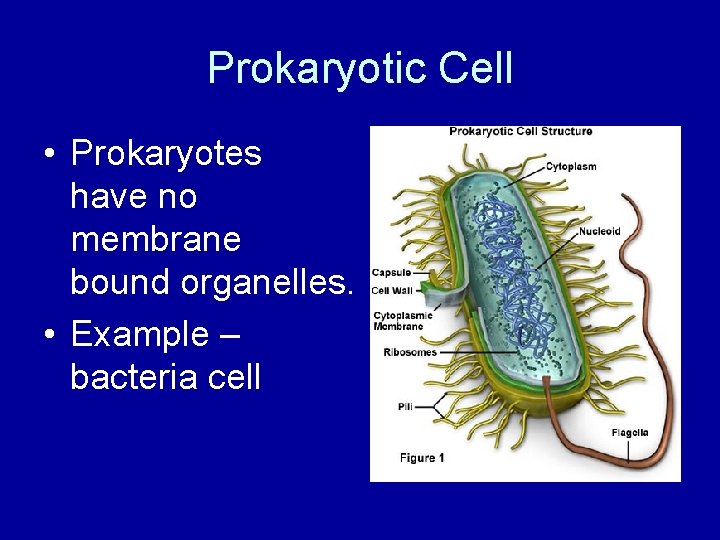Prokaryotic Cell • Prokaryotes have no membrane bound organelles. • Example – bacteria cell
