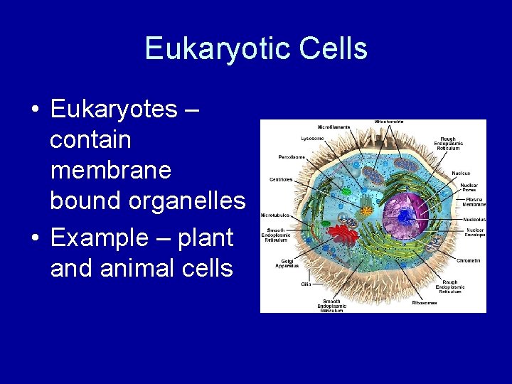 Eukaryotic Cells • Eukaryotes – contain membrane bound organelles • Example – plant and