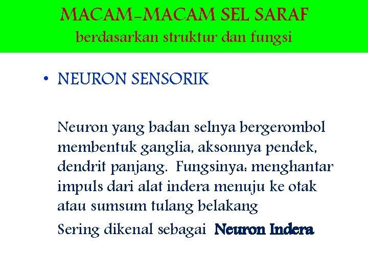 MACAM-MACAM SEL SARAF berdasarkan struktur dan fungsi • NEURON SENSORIK Neuron yang badan selnya