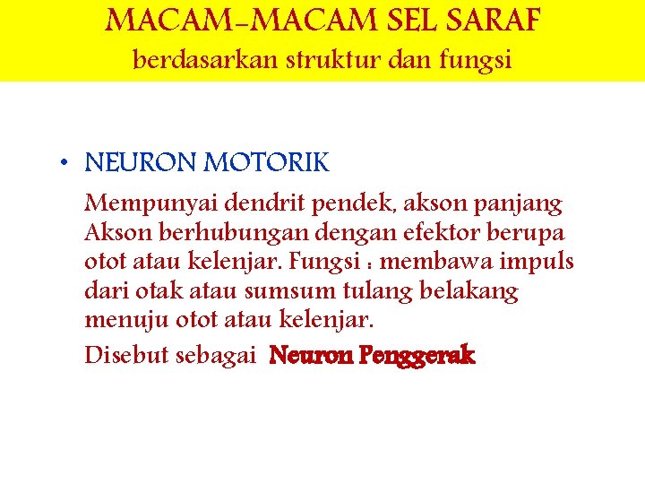 MACAM-MACAM SEL SARAF berdasarkan struktur dan fungsi • NEURON MOTORIK Mempunyai dendrit pendek, akson